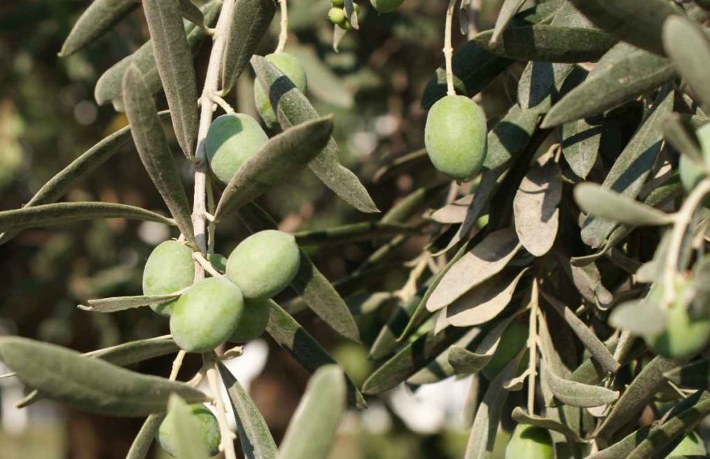 דיני ערלה והפרשת תרומות ומעשרות בשמן זית.