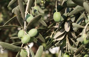 דיני ערלה והפרשת תרומות ומעשרות משמן זית